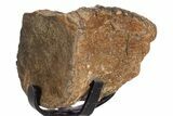 Fossil Thescelosaurus Caudal Vertebra w/ Stand - South Dakota #340092-2